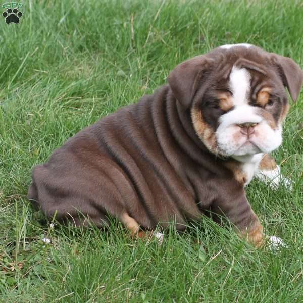 Cupcake, English Bulldog Puppy